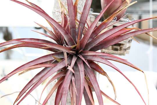 Imagem de Tillandsia novakii H. Luther