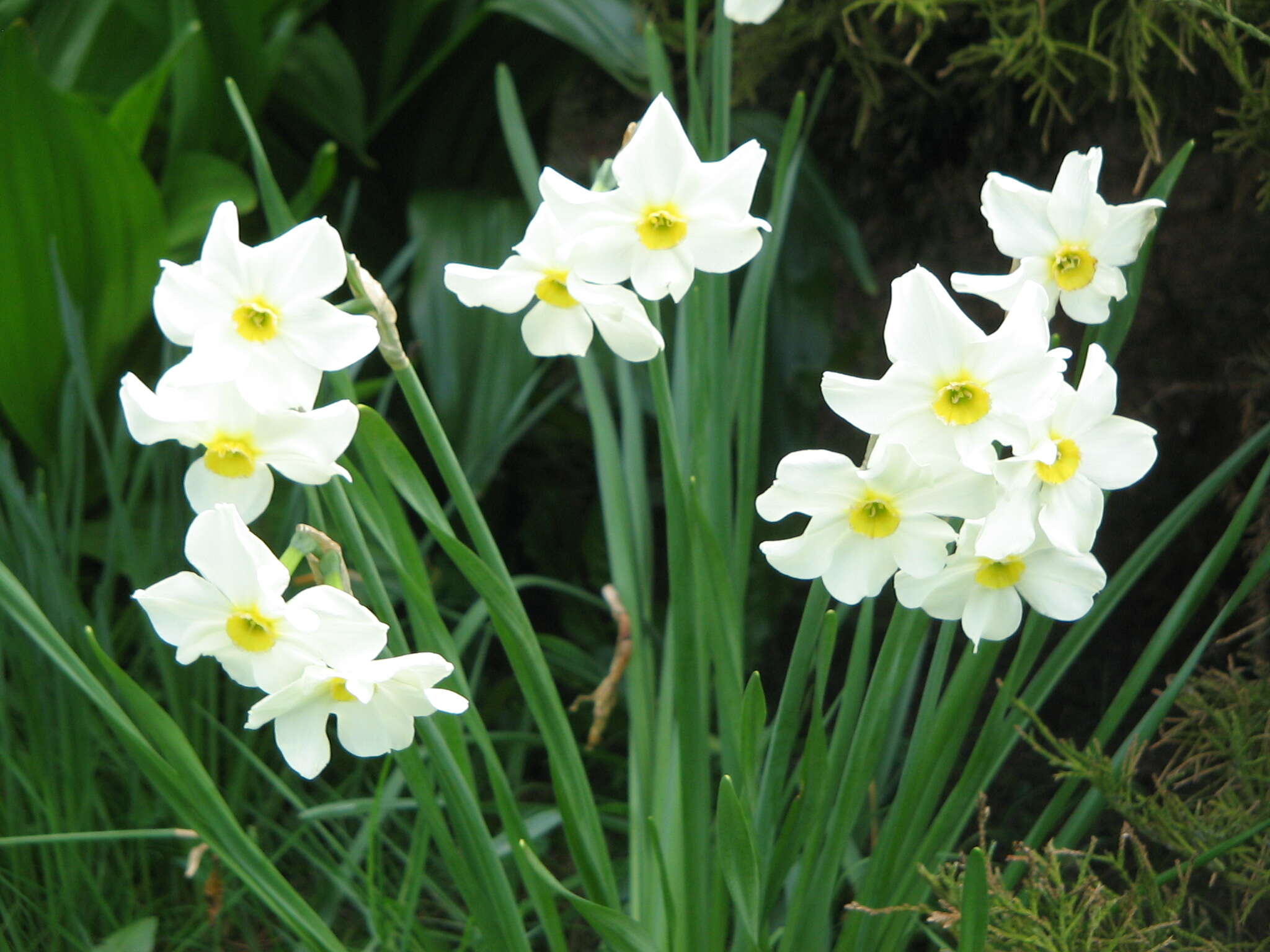 Image de Narcissus medioluteus Mill.