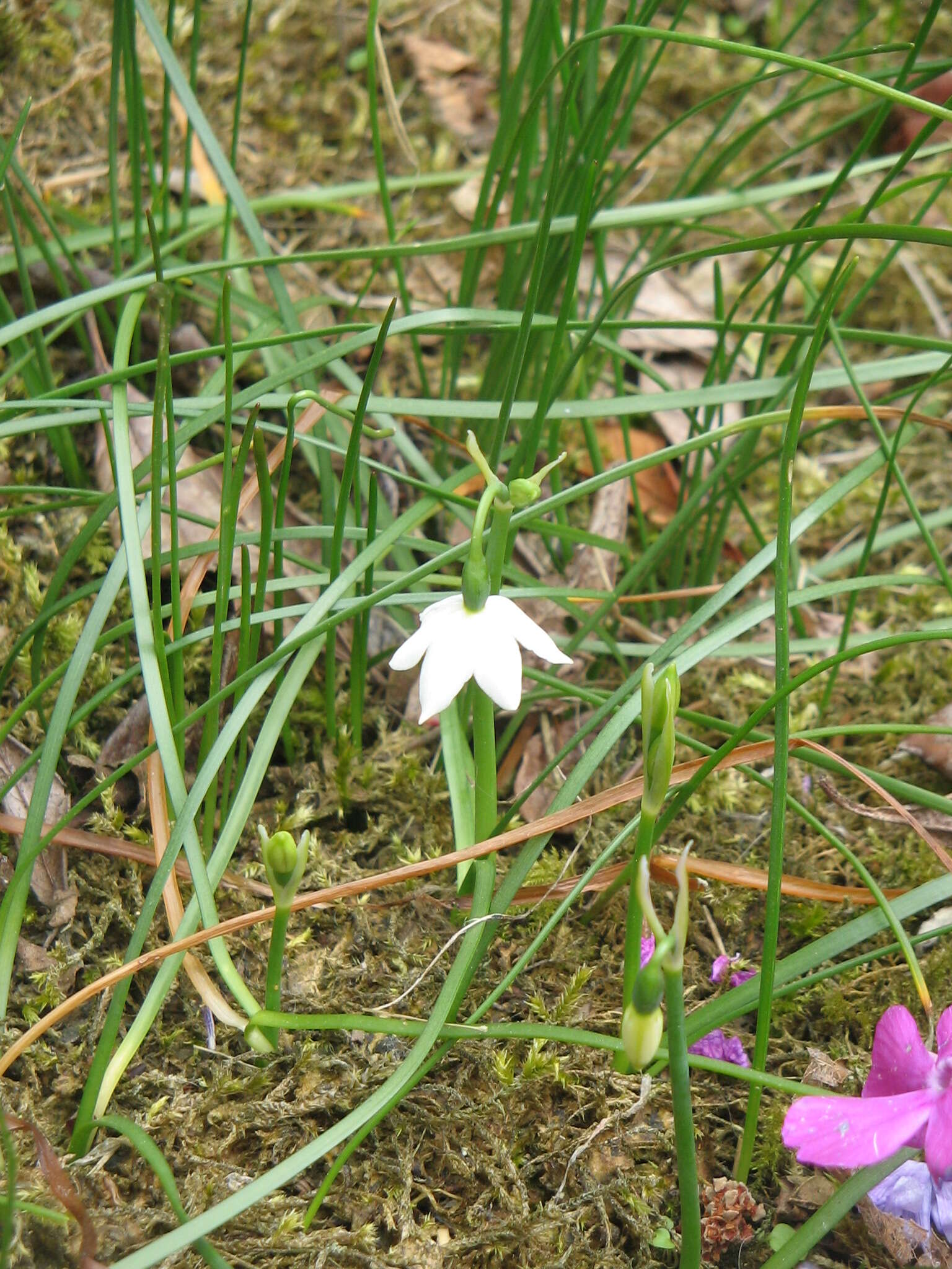 Слика од Acis nicaeensis (Ardoino) Lledó, A. P. Davis & M. B. Crespo