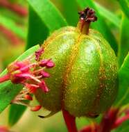 Image of red shrubby-spurge