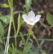 Image of canyon clarkia