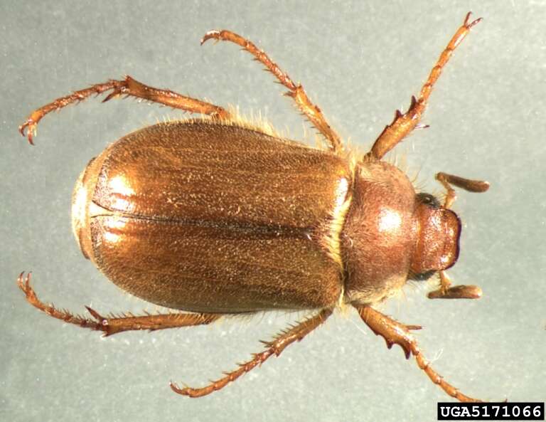 Image of European Chafer