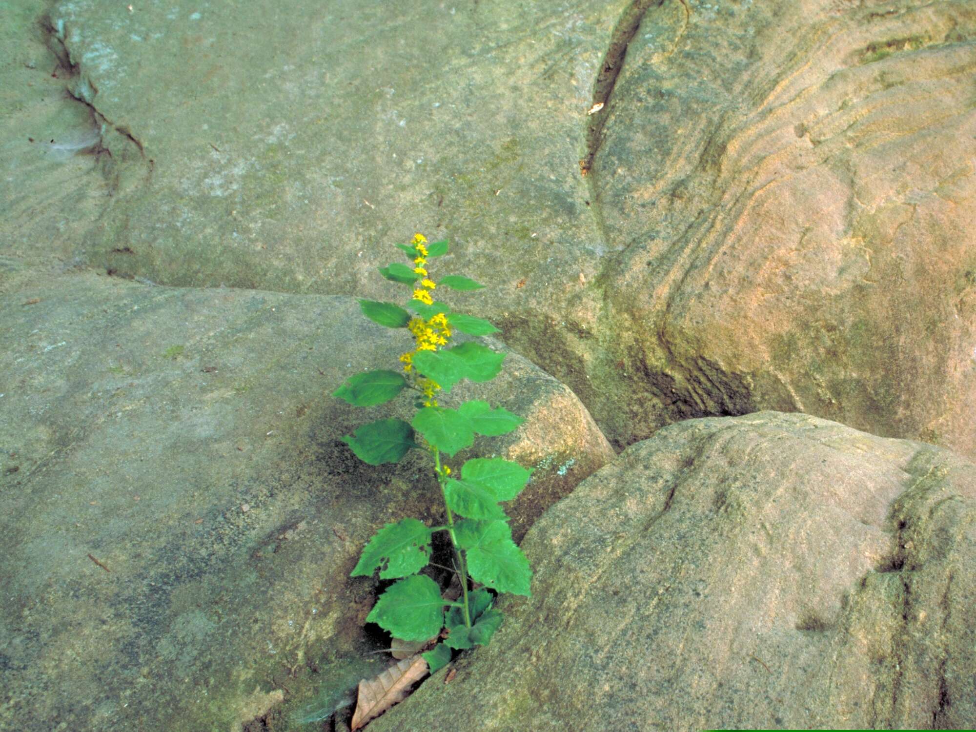 Plancia ëd Solidago albopilosa L. Braun