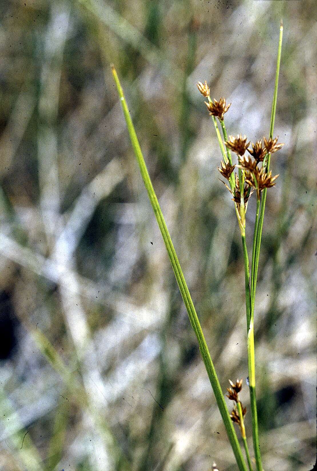 صورة Rhynchospora capitellata (Michx.) Vahl