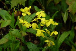 Image of Epimedium pinnatum DC.