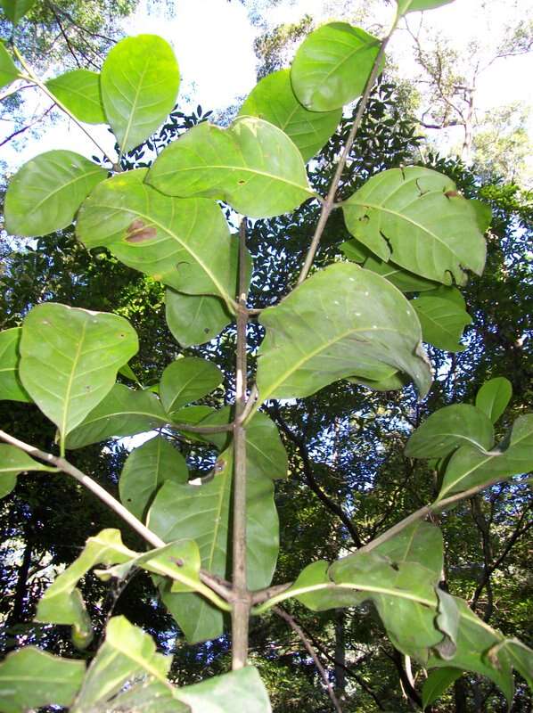 Image of Atractocarpus benthamianus (F. Muell.) Puttock