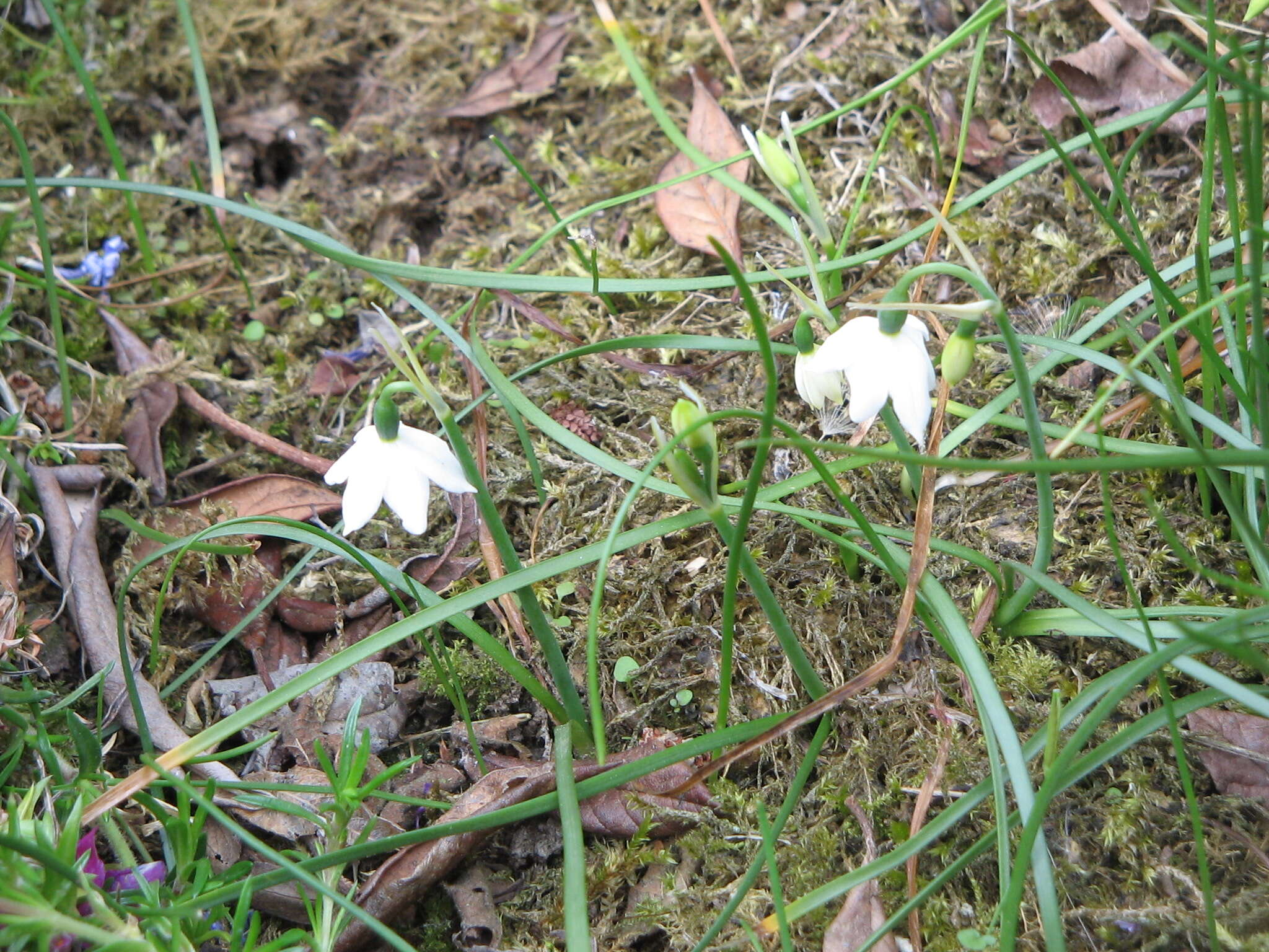 Слика од Acis nicaeensis (Ardoino) Lledó, A. P. Davis & M. B. Crespo