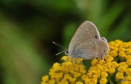 Image of Satyrium abdominalis (Gerhard 1850)