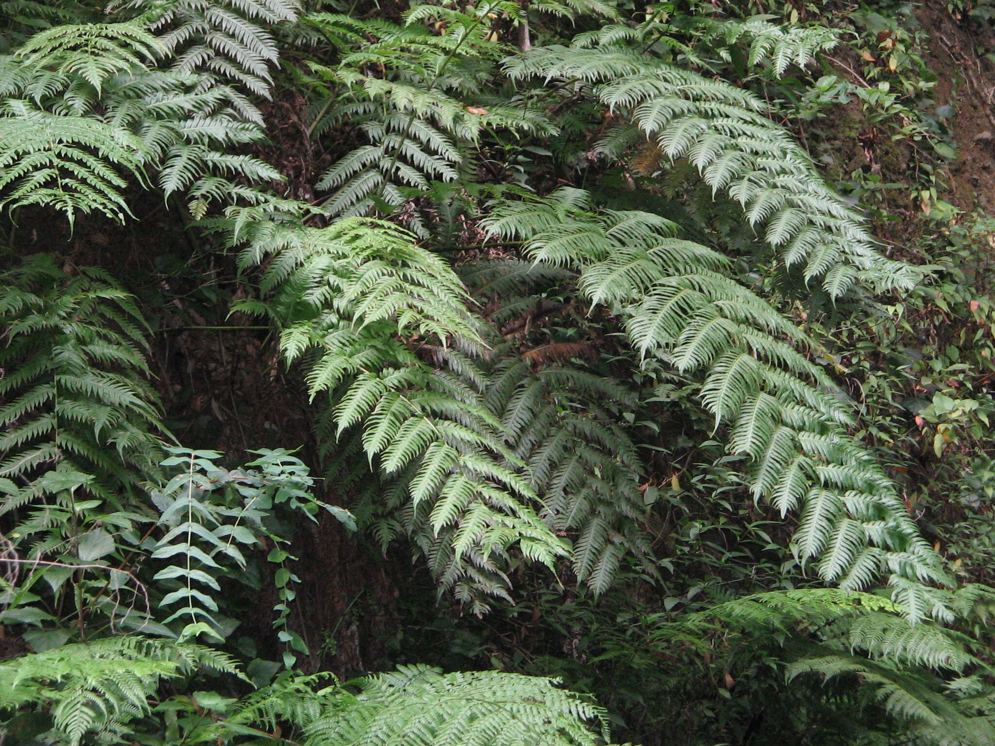 Image of rooting chainfern