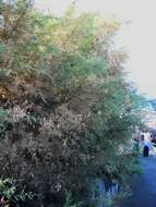 Image of Canary Island tamarisk