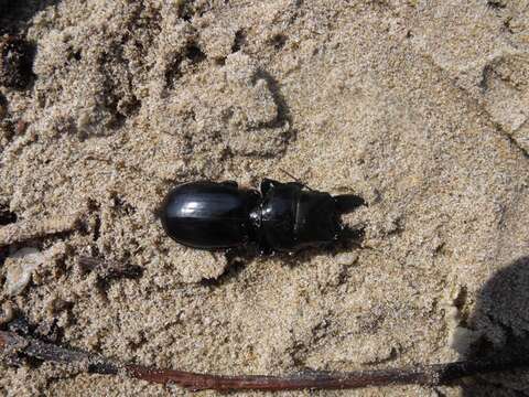 Image of Scarites (Scarites) buparius (Forster 1771)