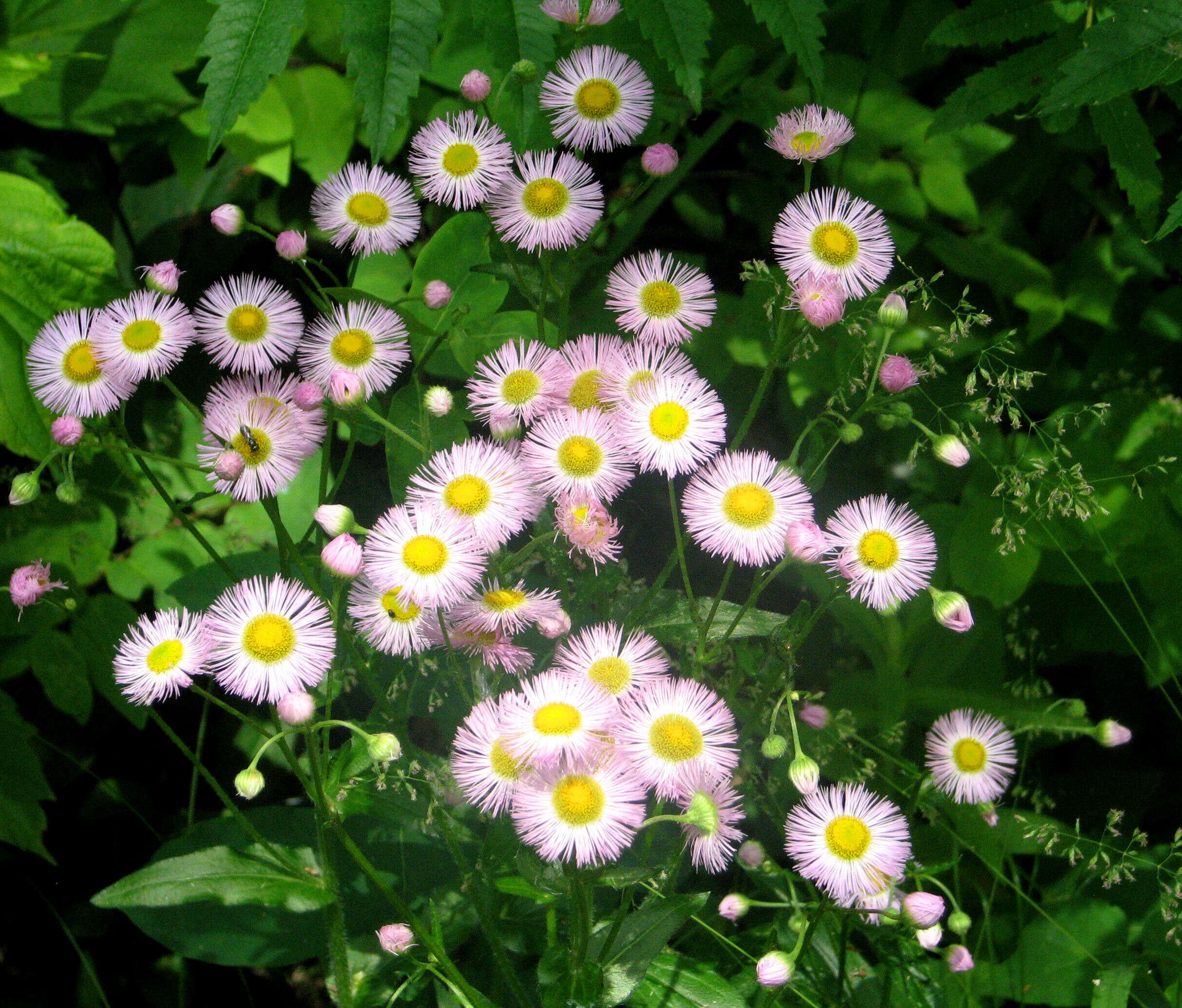 Image of Philadelphia fleabane