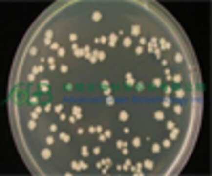 Imagem de Bacillus