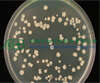 Image of Bacillus