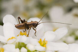 Image of dark bush-cricket