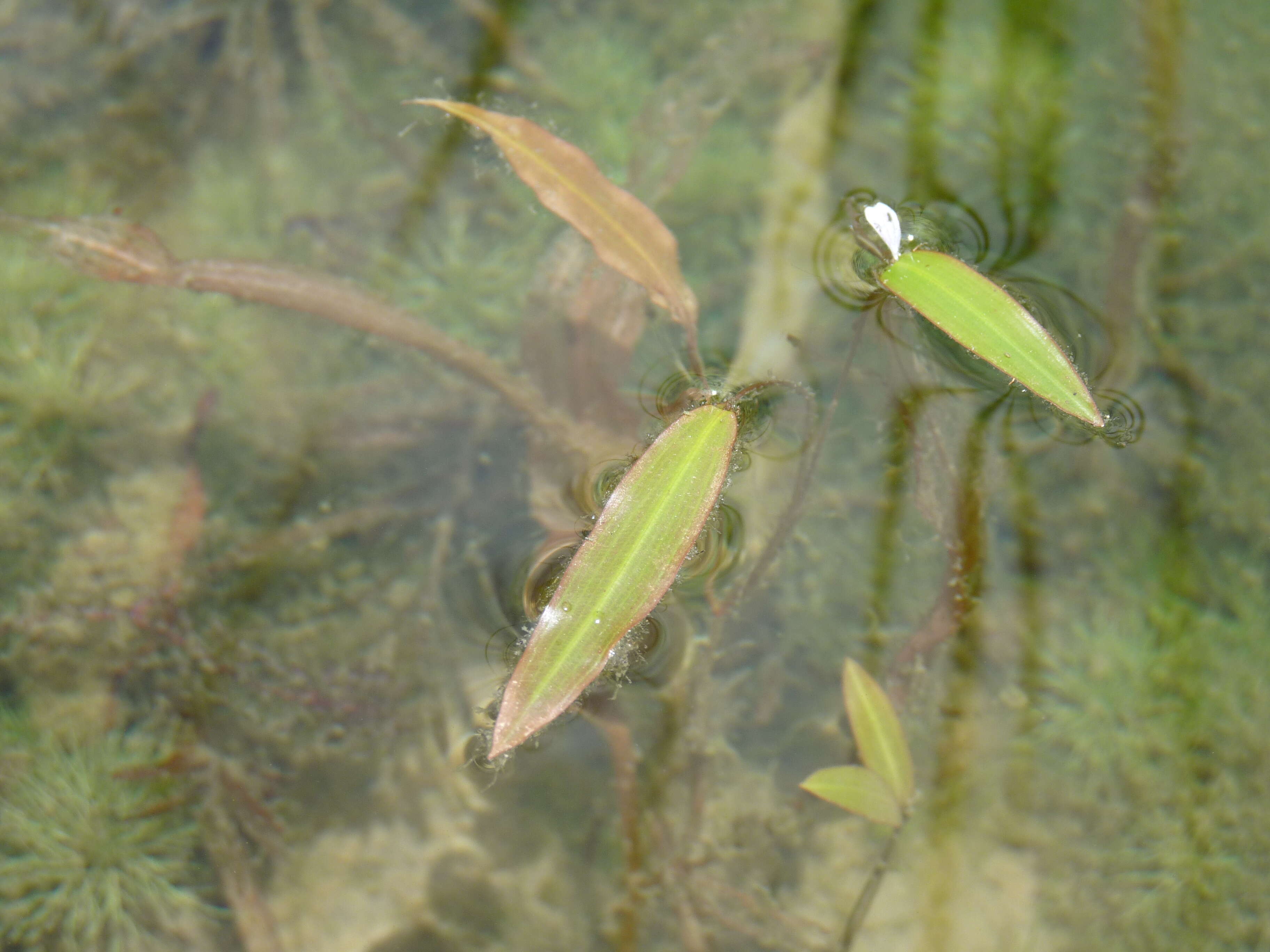 Image of pondweed