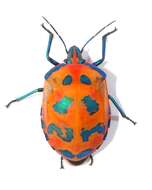 Image of cotton harlequin bug