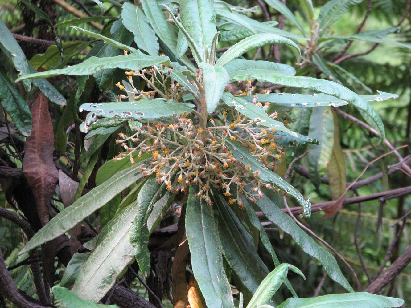 Image of Blanket Bush