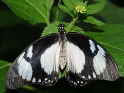 Image of African Swallowtail