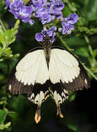 Image of African Swallowtail