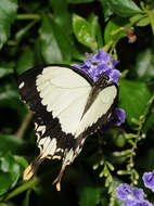 Image of African Swallowtail