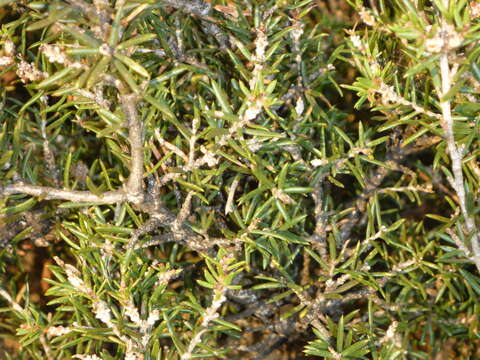 Image de Melaleuca striata Labill.