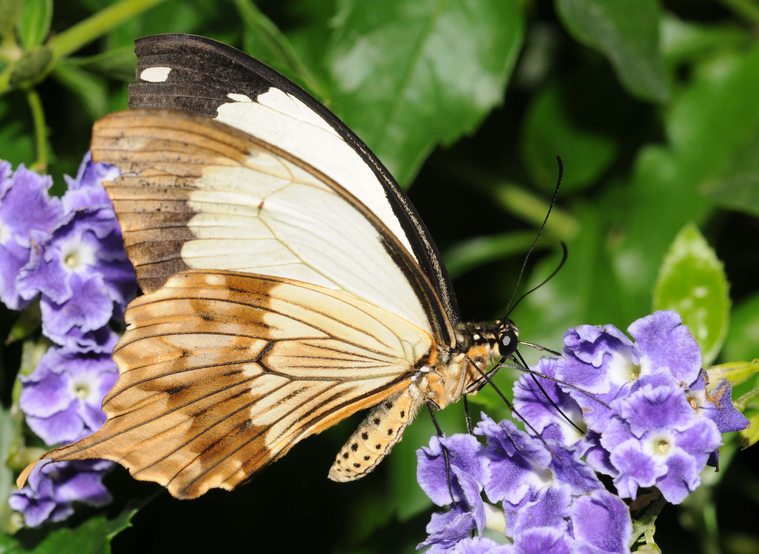 Image of African Swallowtail