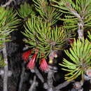Image of Melaleuca robusta (Schauer) Craven & R. D. Edwards