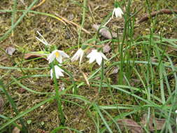 Слика од Acis nicaeensis (Ardoino) Lledó, A. P. Davis & M. B. Crespo