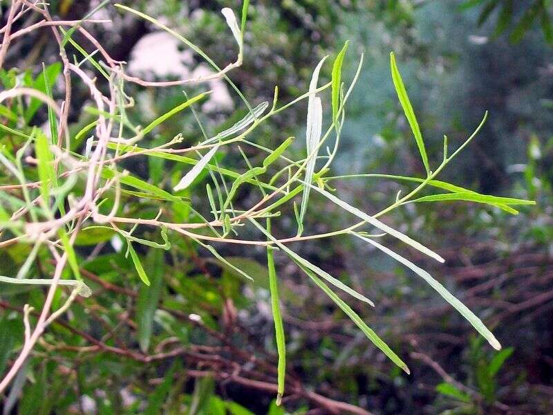 Image of graceful wattle