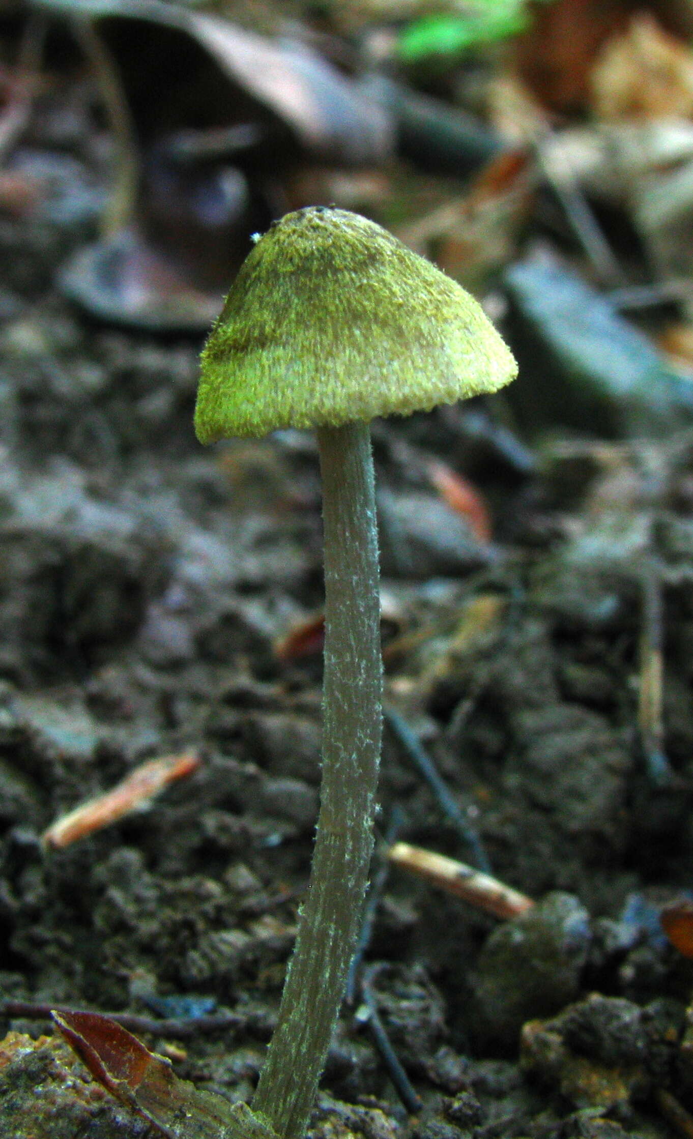 Image of Entoloma