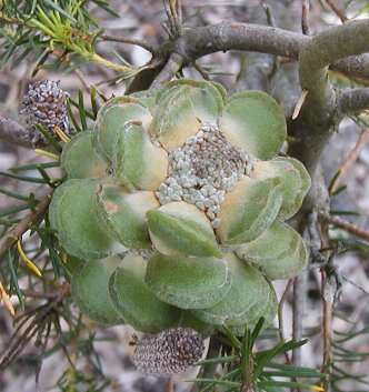 Imagem de Banksia laricina C. A. Gardner