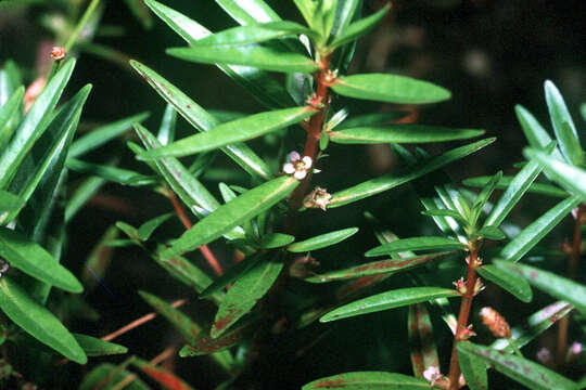 Image of lowland rotala