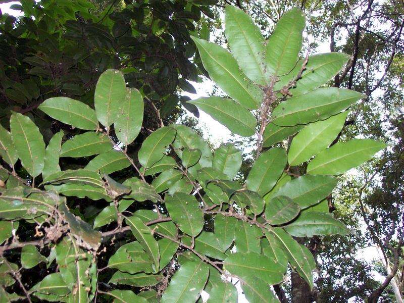 Image of Mischocarpus pyriformis (F. Müll.) Radlk.