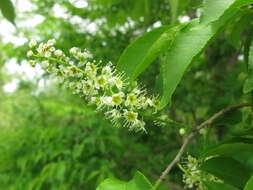 Prunus buergeriana Miq. resmi