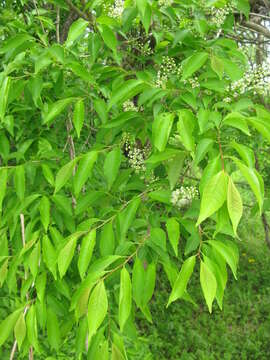 Prunus buergeriana Miq. resmi