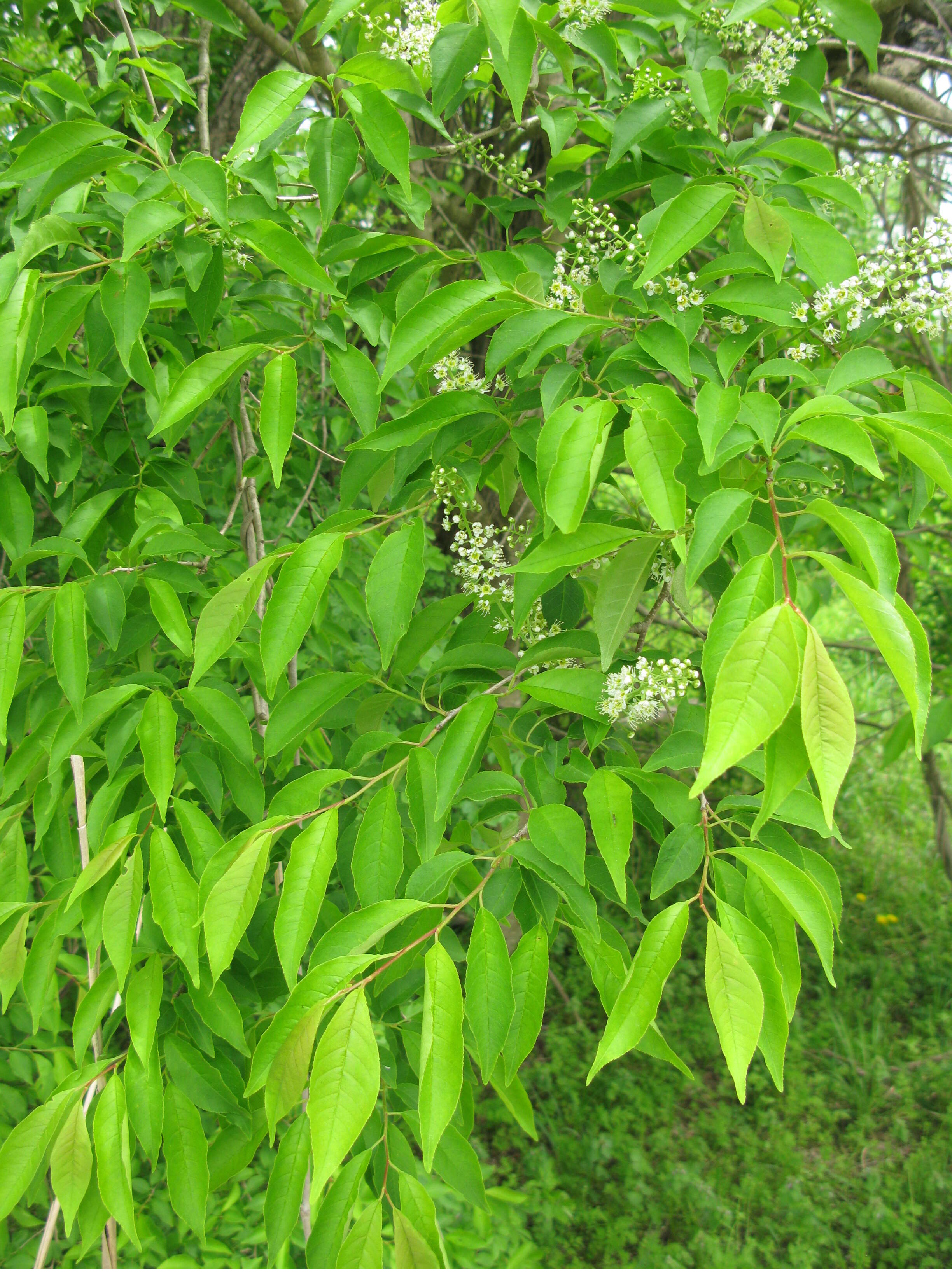 Imagem de Prunus buergeriana Miq.