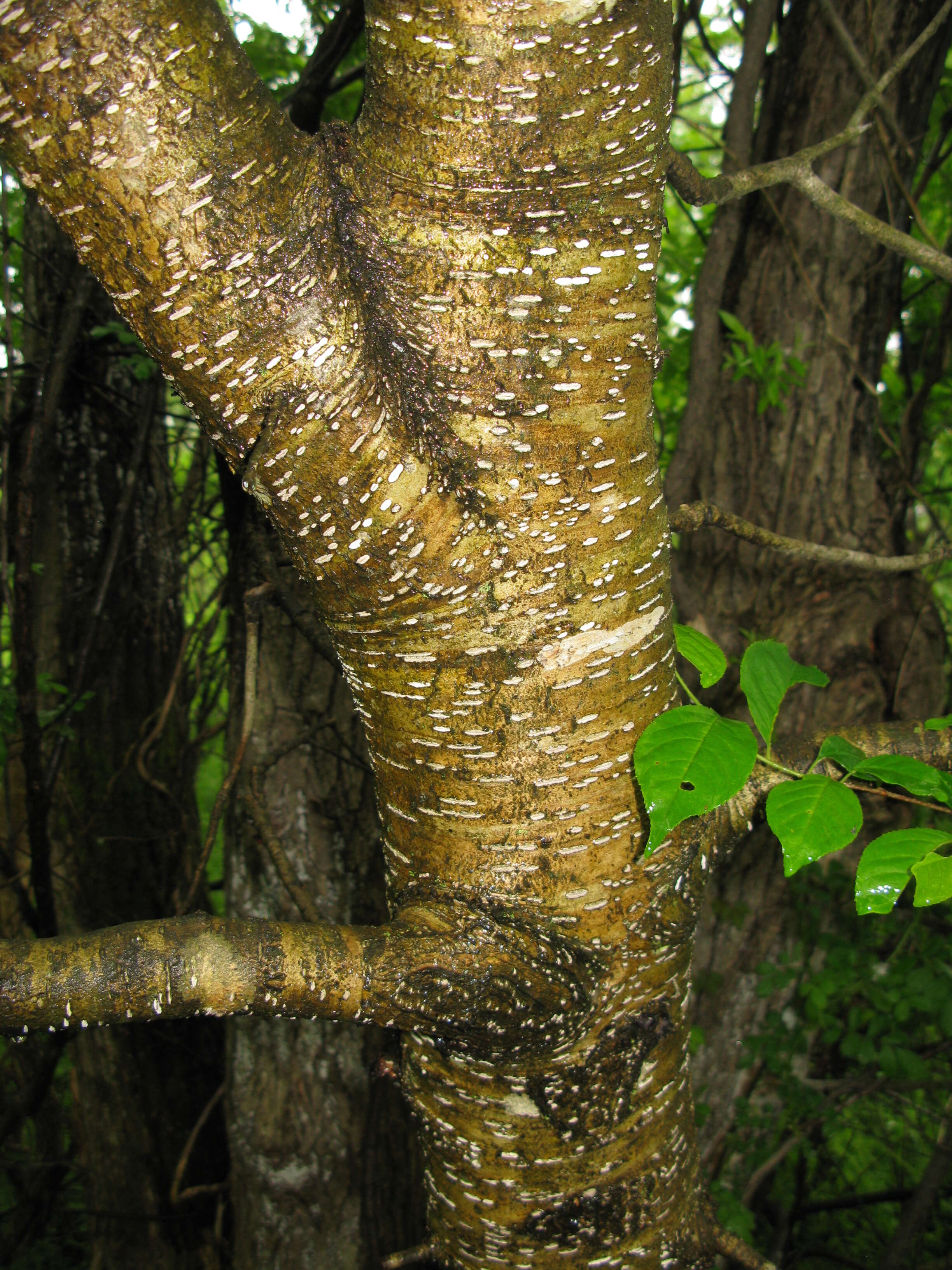 Prunus buergeriana Miq. resmi