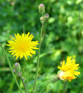 Image of hawkweed