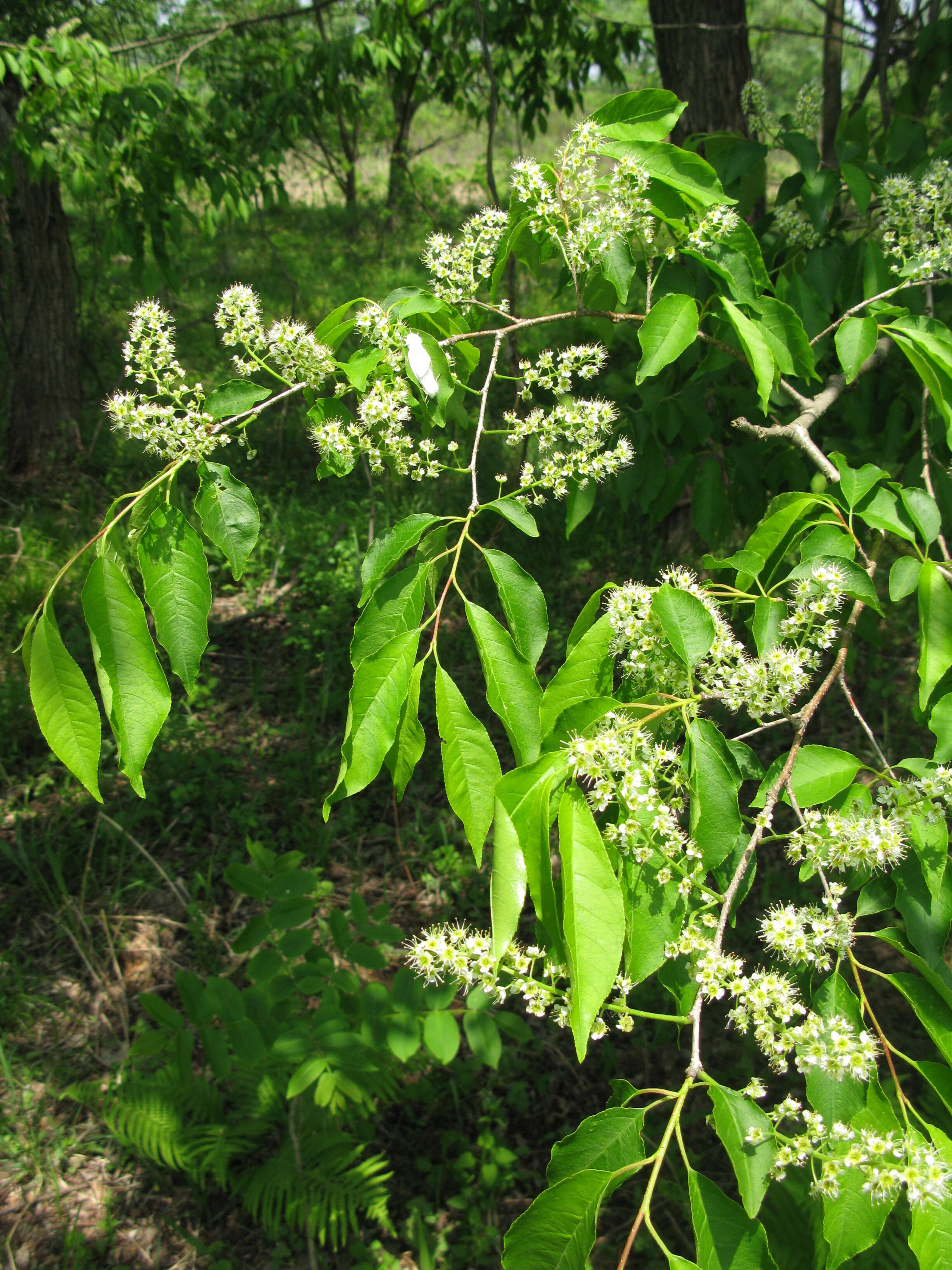 Imagem de Prunus buergeriana Miq.