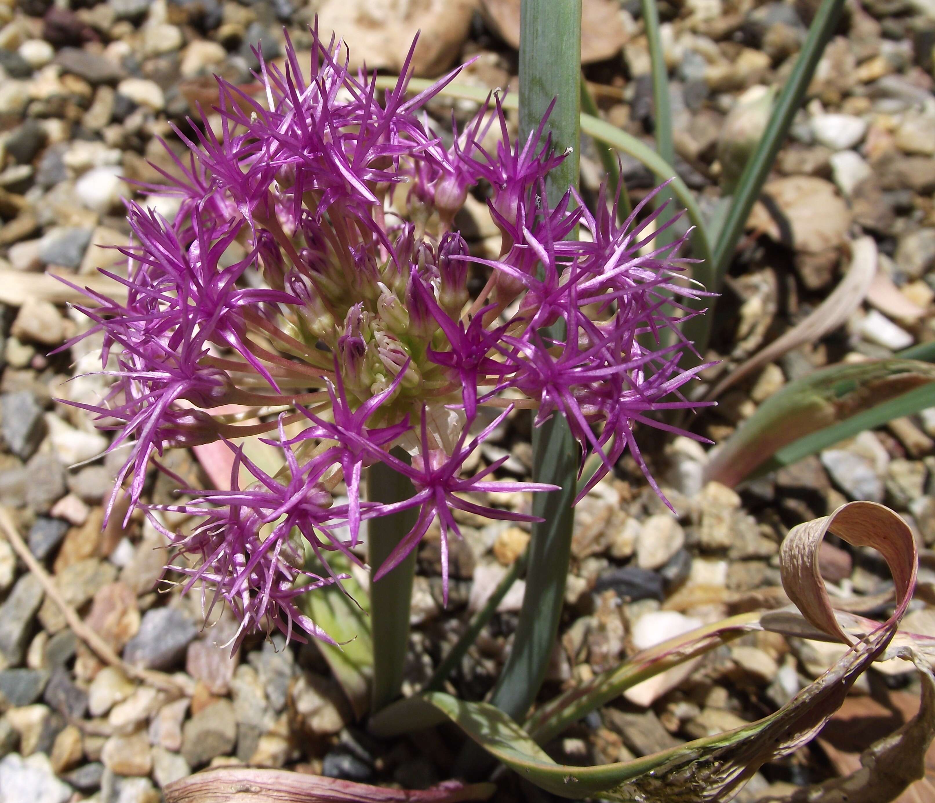 Image de Allium platycaule S. Watson