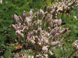 Image of woollyfruit desertparsley