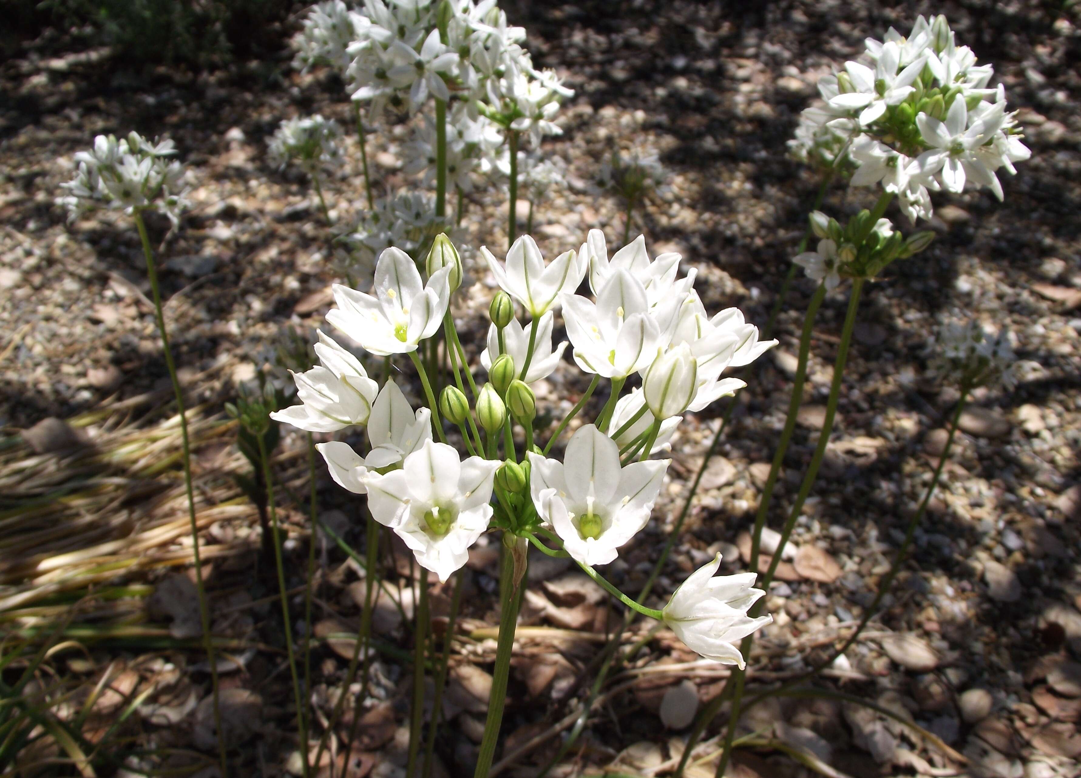 Image of white brodiaea