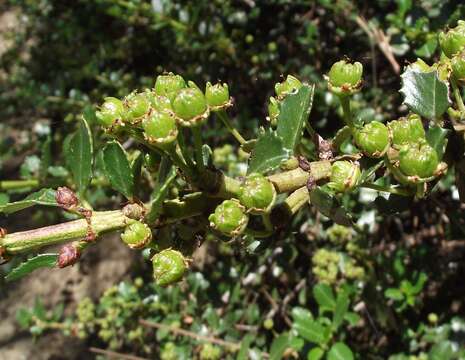 Image of Mason's ceanothus