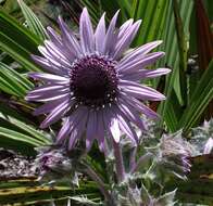 Image of Berkheya purpurea (DC.) Benth. & Hook. fil. ex Mast.