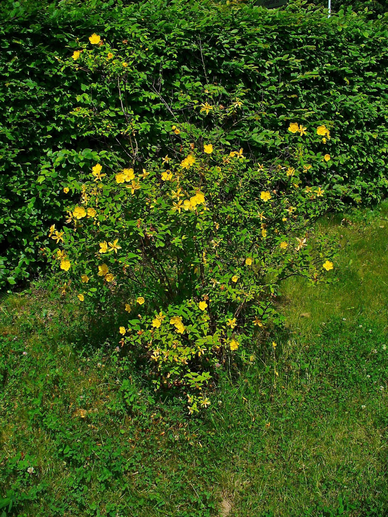 Image de Hypericum hookerianum Wight & Arn.