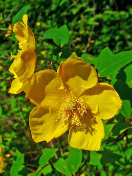 Image of Hooker's St. Johnswort