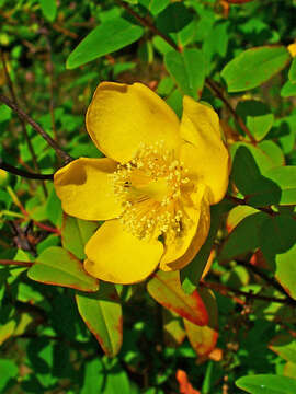 Image of Hooker's St. Johnswort