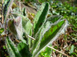 Image of woolly hawkweed