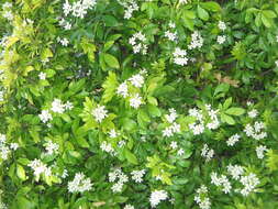 Image of Mexican Orange Blossom